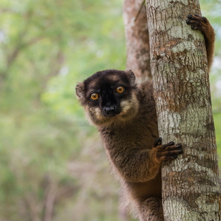 Andasibe - Brown lemur